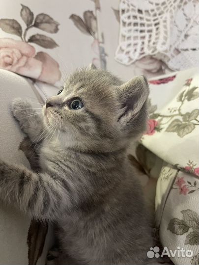 Британская кошка