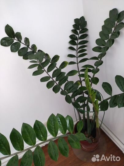 Замиокулькас