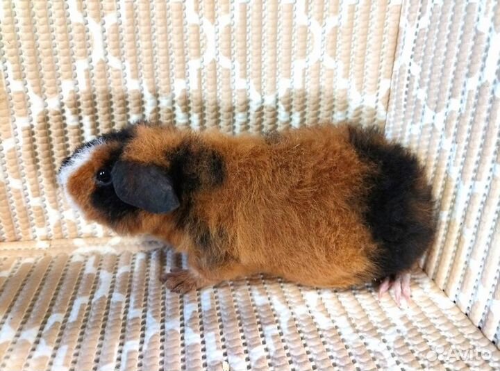 Морская свинка американский тедди