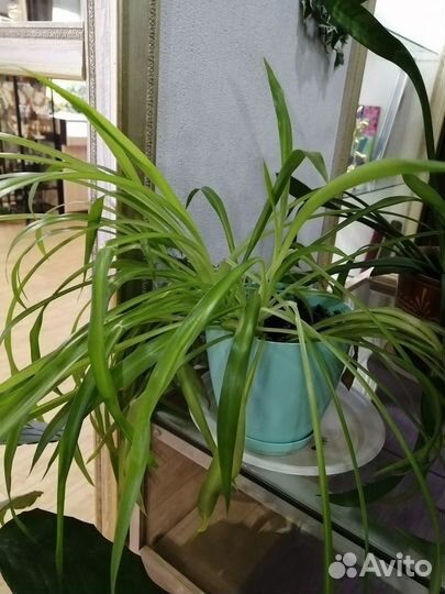 Продам цветы комнатные