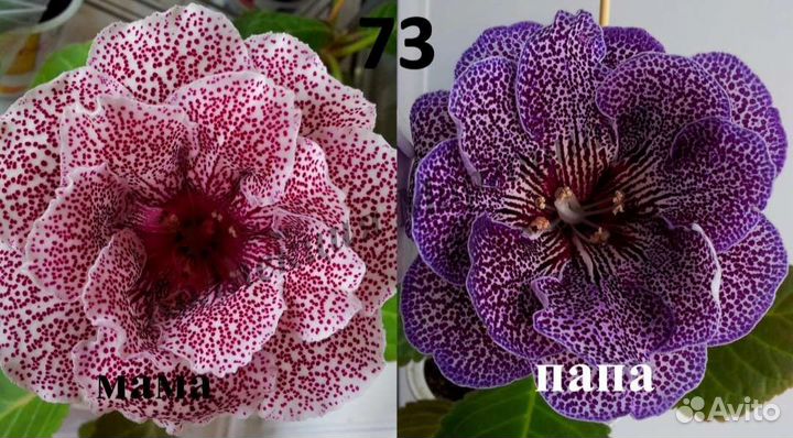 Глоксинии листом и луковицами