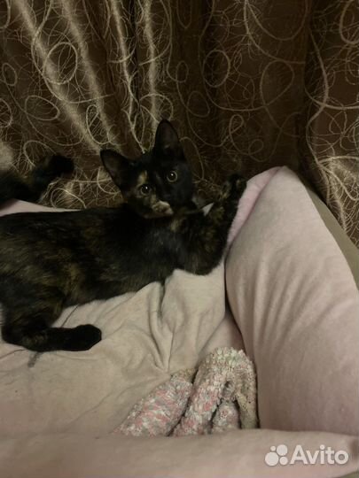 Кошка в хорошие руки