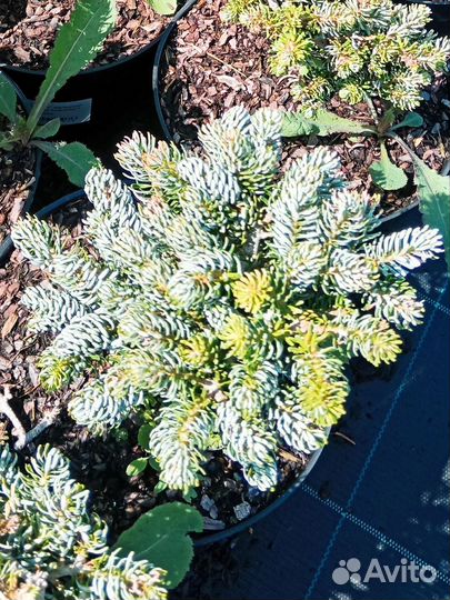 Пихта корейская Айсбрекер