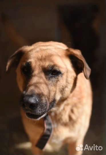 Спасите собаку из приюта