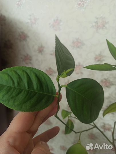 Лимон Мейер