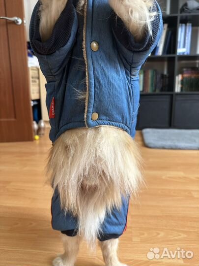 Одежда для собак мелких пород