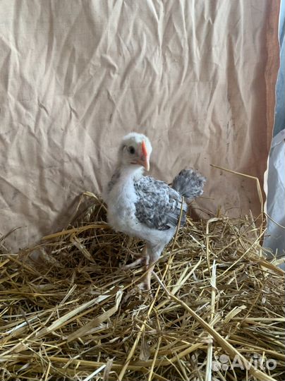 Леггорн мраморный петушки