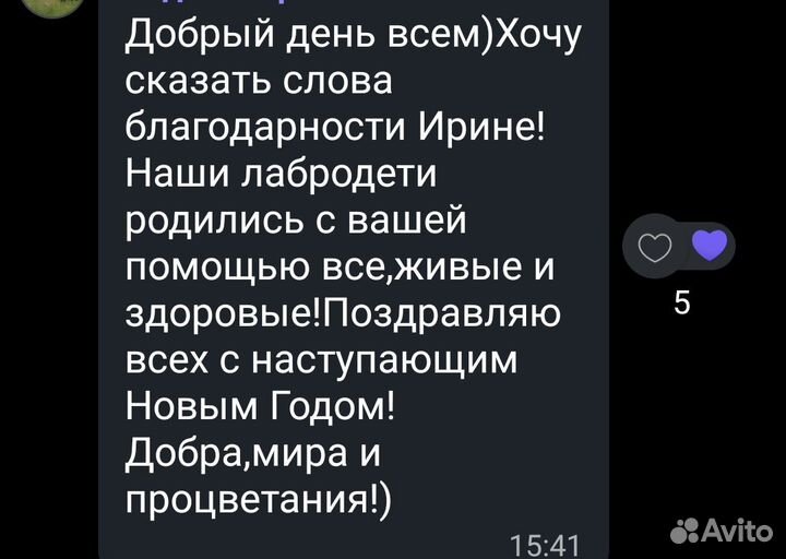 Выезд на роды к собакам