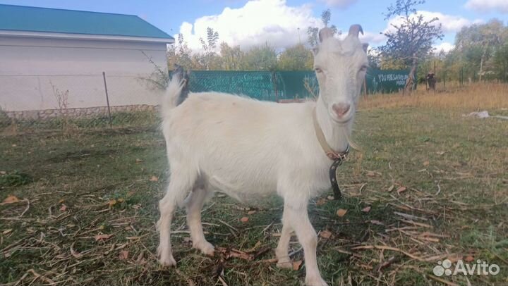 Зааненская коза и ломанча