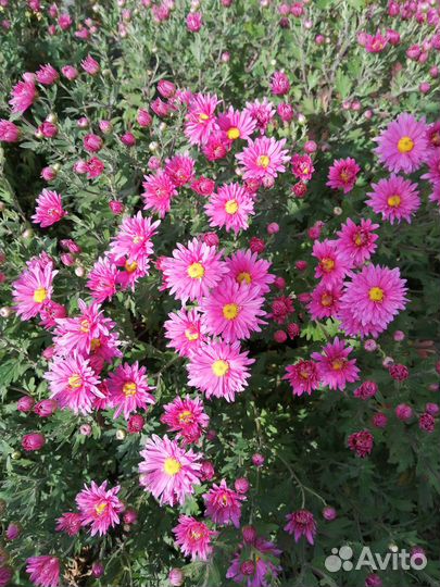 Хризантема, аквилегия, гравилат