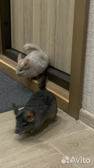 Шиншиллы + клетка