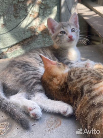 Котята ищут дом