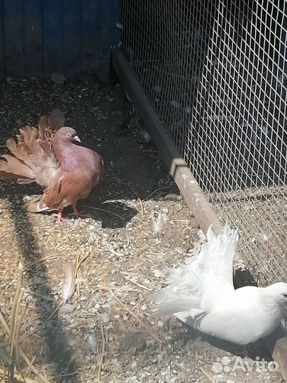 Голубь кинг