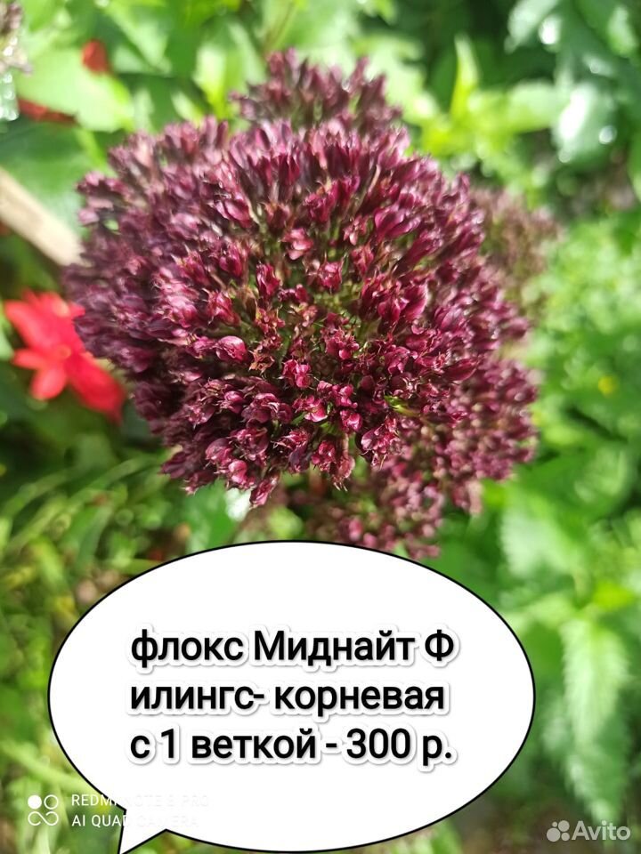 Флокс филингс