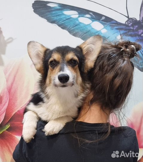 Вельш-корги пемброк