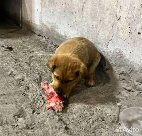 Рыжий щеночек