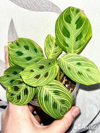 Комнатные цветы