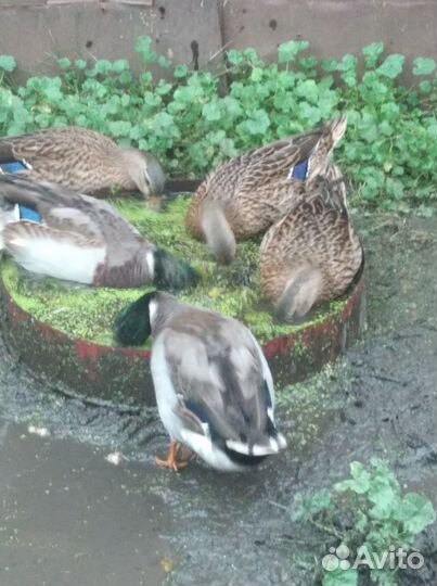Утки подсадные