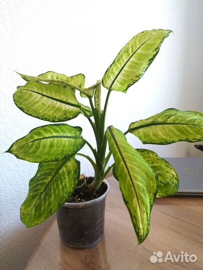 Диффенбахия камилла