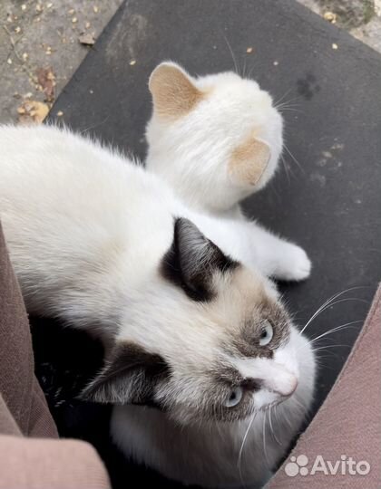 Продам котят