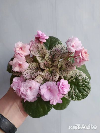 Фиалка Rose Bouquet - листы