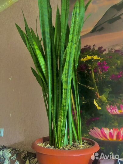 Сансевиерия (щучий хвост)