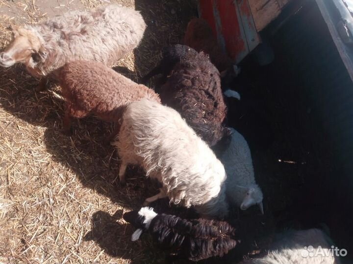 Овцы бараны ягнята оптом