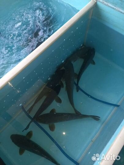 Живая рыба карп толстолобик белый амур карась