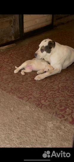 Семья алабаев