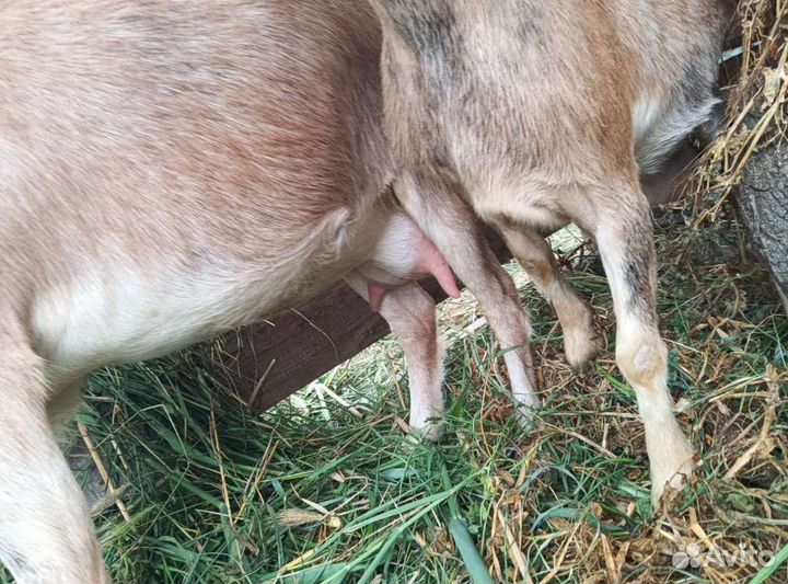 Камерунские козы дойные с козлятами