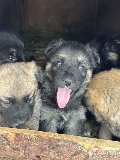 Щенки восточноевропейской овчарки