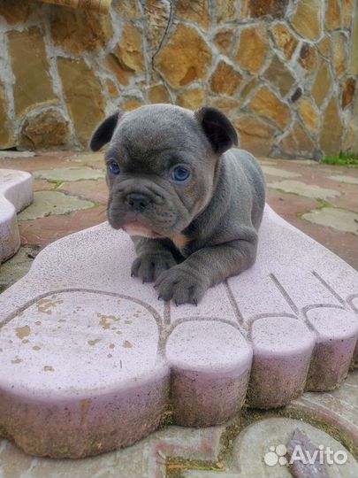 Голубая французская бульдожка