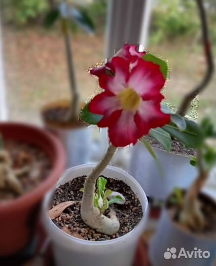 Комнатные цветы Адениумы (малиново-розовый)