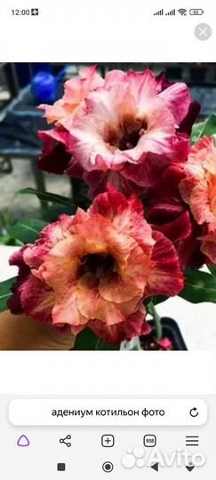 Адениум Котильон