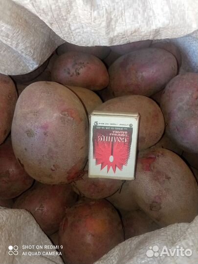 Картофель свежий