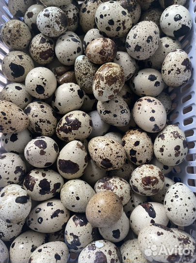 Яйца перепелиные инкубационные