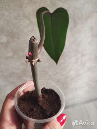 Филодендрон Медуза