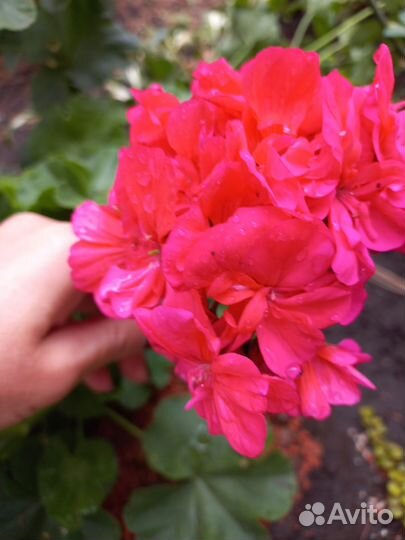 Продам цветы