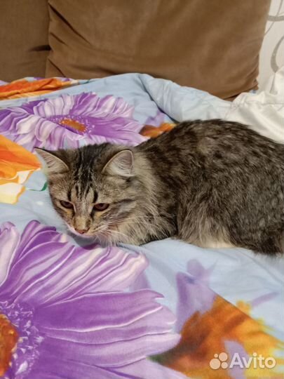 Кошка