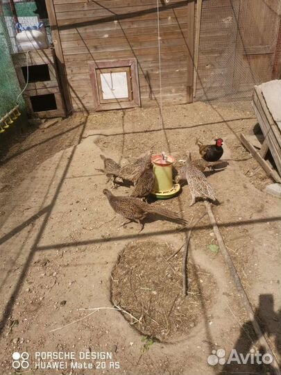 Фазаны румынские