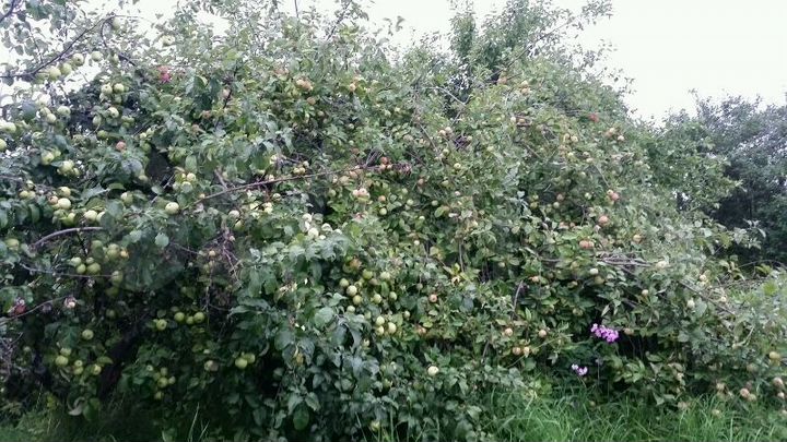 Участок 8,5 сот. (ИЖС)