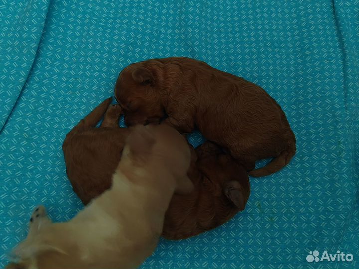 Продам щенков той-пулеля