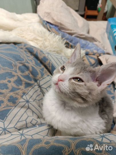 Кошка в дар