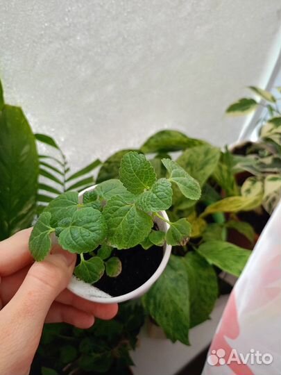 Отдам цветочки