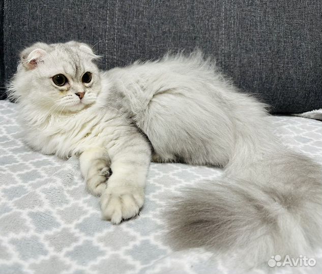 Шотландский вислоухий котенок