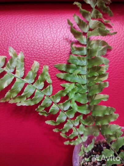 Папоротник Tiger Fern - Тайгер ферн