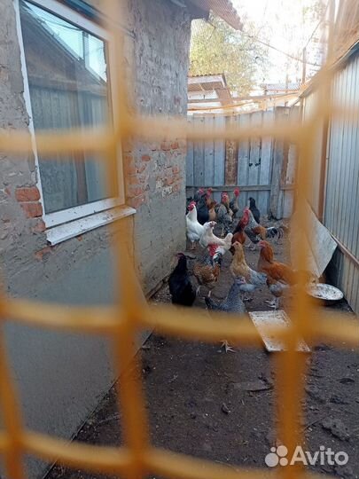 Молодые петухи