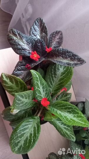 Продам цветы комнатные:кислица,маранта,герань