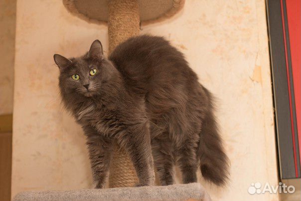 Пушистая Стелла