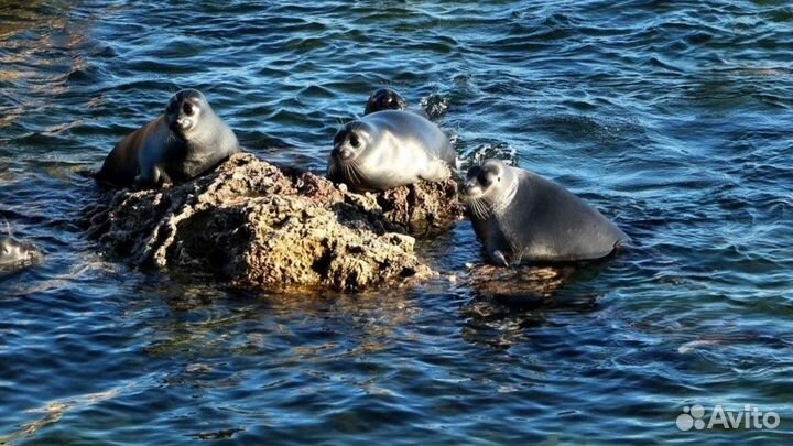 На Байкал летний тур поездка экскурсии от 5 до 9